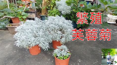 芙蓉樹照顧|芙蓉菊葉垂問題